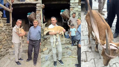 Dağ keçisine yardım eli! Yayla bitkin halde bulundu