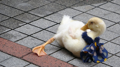 Rize caddelerinin maskotu! Görenlerin yüzünü güldürüyor