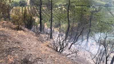 Bilecik’te orman yangını büyümeden söndürüldü