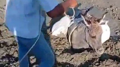 Çamura saplanan eşeğin imdadına köylüler yetişti!