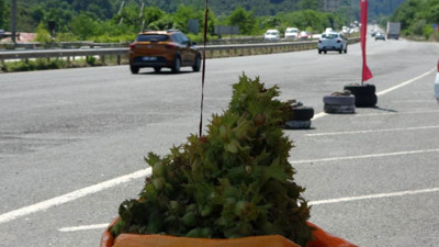 Ordu’da taze fındık tezgahlarda! Kilo fiyatı belli oldu