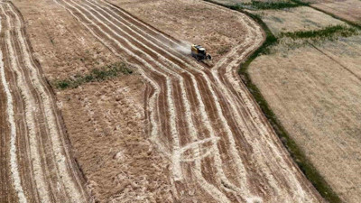 Hasat başladı, çiftçinin yüzü güldü