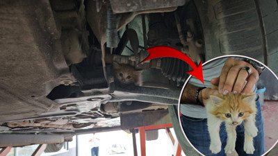 Mucize kavuşma! Otomobilin motorunda 3 şehirlik macera: Bu ‘İyi insanlar iyi ki varlar’ haberidir