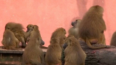 Hayvanat bahçesinde 12 şebek öldürüldü: Suç duyurusunda bulunacak