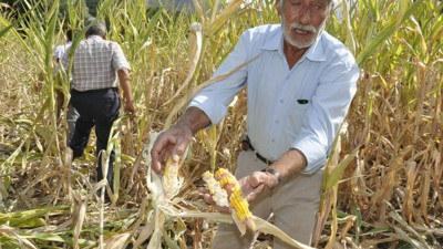 Ege’yi domuz kabusu sardı!