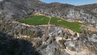 Orman yangını bir tek orayı yakamadı. Gizemli yerin sırrı çözüldü