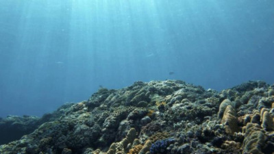 Pasifik okyanusunda keşif dalgası! Yeni balık türleri ortaya çıktı