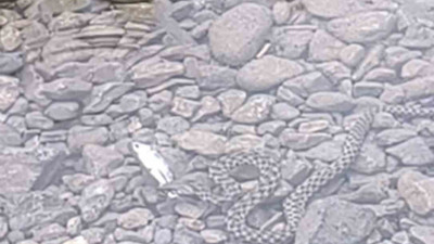 Osmaniye’de yılanın balık avı kamerada! İşte doğanın acımasız yüzü