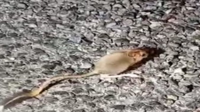 Kırmızı listede yer alan özel hayvan Tunceli'de görüntülendi