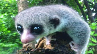 Ormanın gizemli misafiri keşfedildi! Yeni cüce gün yüzüne çıktı