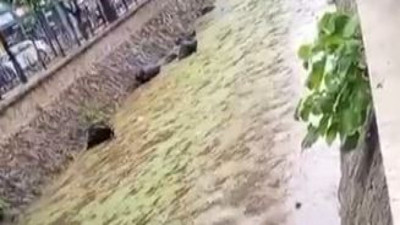 Gemlik körfezi çöplüğe döndü