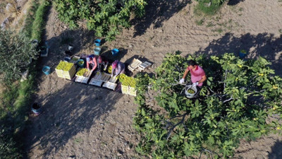 Diyetlerin vazgeçilmezi! Tanesi 20 TL’den satılıyor: Dünyadan talep var