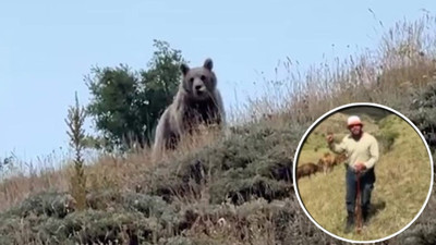 Çobanın bağırışı yetti! Hayvan otlatırken ayıyla burun buruna geldi