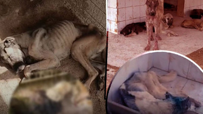 Mersin'de katliam: Ölüm barınağında vahşet!