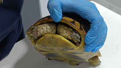 Felaketin sessiz tanığı: Kabuğuna sığındı! O günden beri suskun