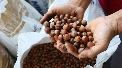 Çiftçinin beklediği haber TMO’dan geldi! Fındık fiyatları belli oldu
