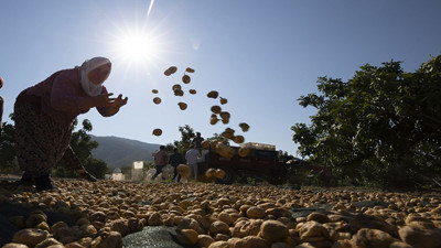 Kuru incirde yeni dönem: 2025 hedefleri açıklandı!