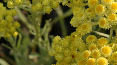 İltihapla savaşan mucize ot! Sağlık için bardak bardak için