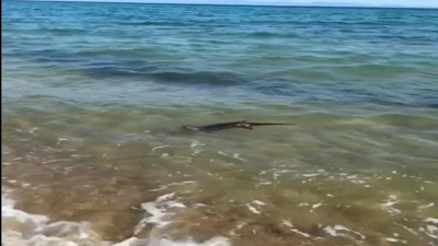 Su samuru sürprizi: Enez'de tatilciler şaşkın!