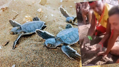 Caretta yuvalarında turizm skandalı! Para karşılığında sergiliyorlar