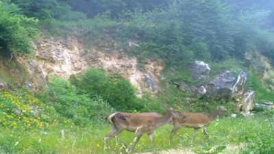 Doğanın sessiz devleri fotokapana yakalandı! Ortaya etkileyici görüntüler çıktı