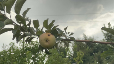 Yüzyılın donu meyve hasadını vurdu: 10 dönümde sadece bir çürük elma kaldı