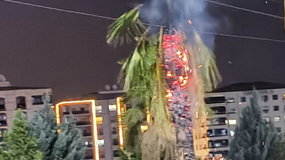 Mardin'de parktaki palmiye ağacını yaktılar