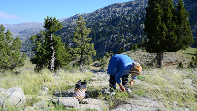 Kokusu yaylayı sardı! Toroslar’da şifa avı başladı: Grip ve Bademciğe Karşı