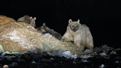 Bozayı yavruları ile öyle bir yerde görüntülendi ki...