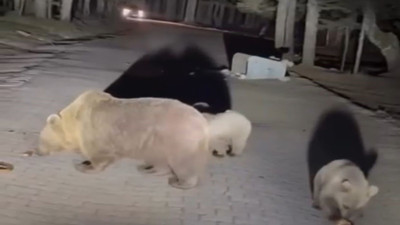 Ayılarla tehlikeli oyun! Uludağ’da şok görüntüler