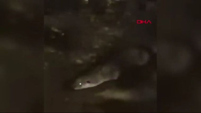 İsaören’de su samuru sürprizi: Kameraya poz verdi