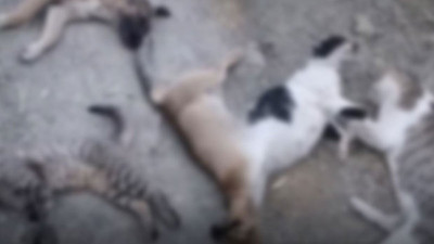 Vicdanların çığır ettiği nokta... Adres farklı, vahşet aynı!