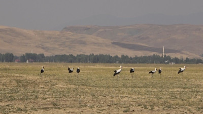 Binlerce leylek Muş’ta: Göç yolculuğu başlıyor!