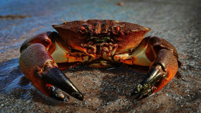 Yengeçler hakkında 25 ilginç bilgi