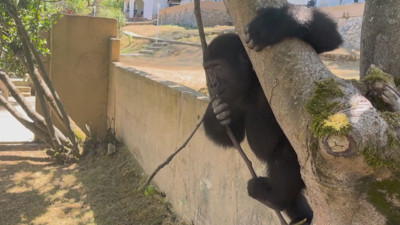 Geri dönüş yolculuğu başlıyor! THY uçağıyla özel kafeste götürülecek