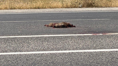 Yola fırlayan domuz otomobile çarptı!