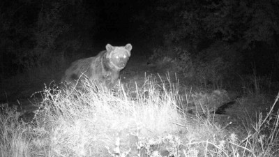 Yaban hayatı fotokapanda
