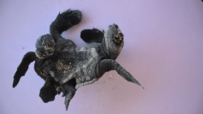 Caretta Caretta’da ender olay! Manavgat'ta Siyam ikizi yavru bulundu