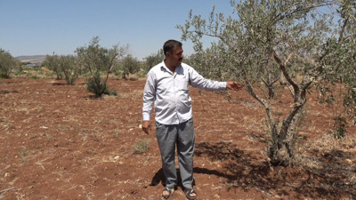Susuz kalan köyün zeytin ve fıstık ağaçları zarar gördü