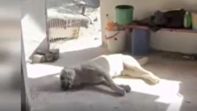 Esenyurt’ta dehşet! Çoban köpeklerine kurşun yağdırdılar