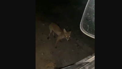 İnegöl’de sürücü tilkiyi cipsle besledi