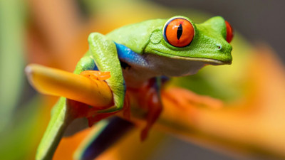 Kurbağalar hakkında 25 ilginç bilgi