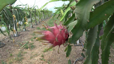 Ejder meyvesi hasadı yüzleri güldürdü
