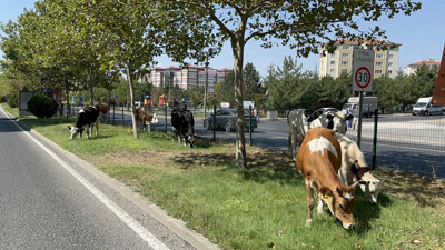Çiftlikten firar eden inek sürüsü şehir merkezine indi