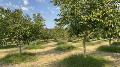 Gelibolu orman yangınında yürekleri ferahlatan görüntü!