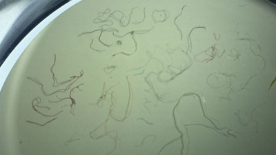 Karadeniz'de mikroplastik kirliliği! İstavrit ve mezgitte görüldü, miktar daha da yükseliyor!