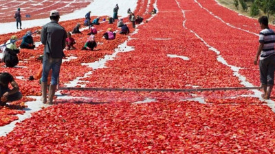 Siverek’te üretiliyor dünyaya ihraç ediliyor... İşçiler günlük bin lira kazanıyor