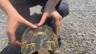 Bolu'da yangından etkilenen kaplumbağayı itfaiye personeli kurtardı