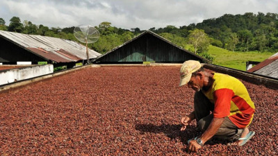 Kakao fiyatlarındaki düşüş çikolata fiyatlarına yansıyacak mı?