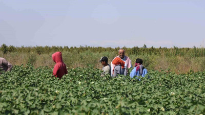 45 derecede ekmek kavgası: Güneşe meydan okuyorlar!